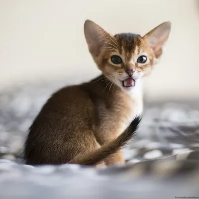 Абиссинская кошка окрас соррель: обои с удивительной красотой