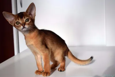 Абиссинская кошка окрас соррель: изображение с оригинальным фоном