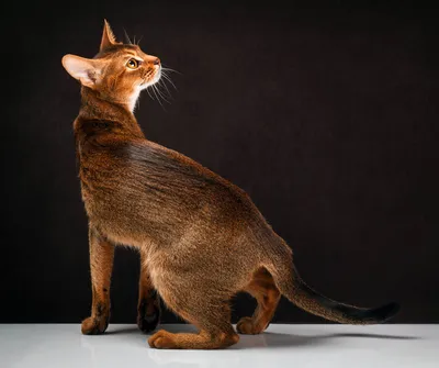 Абиссинская кошка окрасы на прозрачном фоне