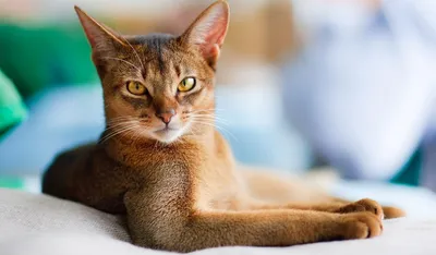 Изображение абиссинской кошки окрасы для использования на сайте