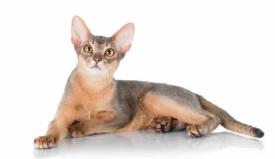 Изображения абиссинской кошки окрасы в хорошем качестве