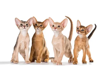 Изображение абиссинской кошки окрасы с прозрачным фоном