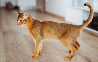 Абиссинская кошка окрасы на фоне природы