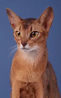 Фотографии абиссинской кошки окрасы с эффектом глубины