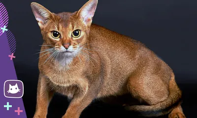 Изображения абиссинской кошки окрасы для дизайна сайта