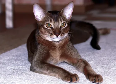 Фото абиссинской кошки окрасы для использования в рекламе