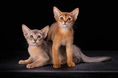 Скачать бесплатно фото абиссинской кошки окрасы в webp с эффектами