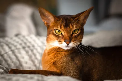 Фототека абиссинской кошки окрасы для использования в блоге