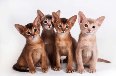 Скачать бесплатно фото абиссинской кошки окрасы в png с прозрачным фоном