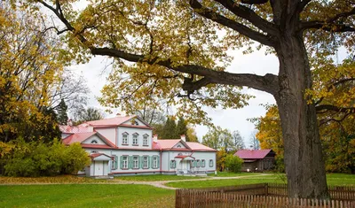 Абрамцевский дуб фото фотографии