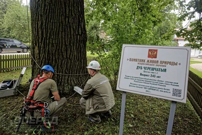 Вековой Дуб в музее-заповеднике Абрамцево - Достопримечательность