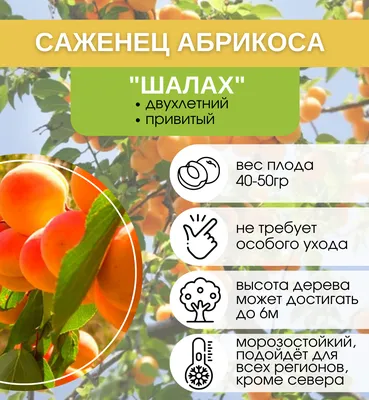 Абрикос Шалах — Tropic-Fruits.RU