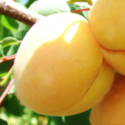 Prunus armeniaca 'Shalah Erevani', Абрикос 'Шалах Ереванский' |  landshaft.info