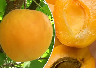 Абрикос “Шалах” (ананасний) - Еко Країна - магазин декоративних і плодових  рослин