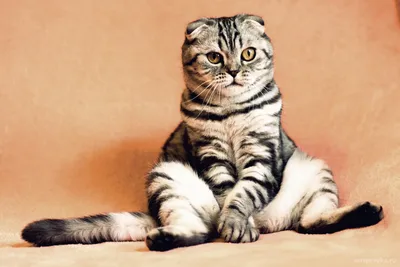 Фото абсцесса параанальной железы у кошек - опасность и осложнения