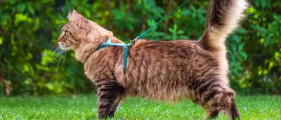 Абсцесс параанальной железы у кошек - фотографии и рекомендации в питании