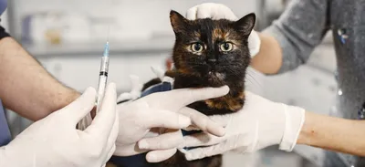 Картинки абсцесса параанальной железы у кошек - предупреждение и лечение