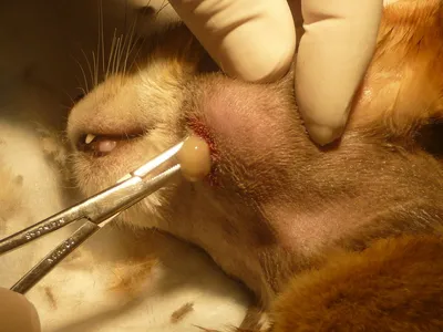 Абсцесс параанальной железы у кошки - красочная галерея фотографий
