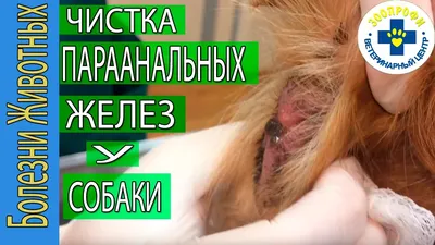 Воспаление параанальных желез у собак. Симптомы и лечение. | Жизнь с 10  Хаски. | Дзен