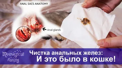 Воспаление параанальной железы у собаки — симптомы и лечение