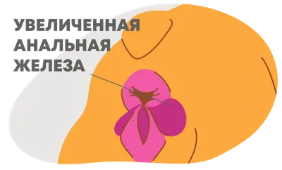 Новообразования (опухоли) перианальной области | Ветеринарная клиника  доктора Шубина