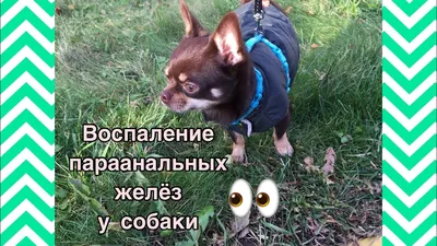 Чистка параанальных желез - «Воспаление параанальных желез у кошки.  Фотографии кошки после операции.» | отзывы