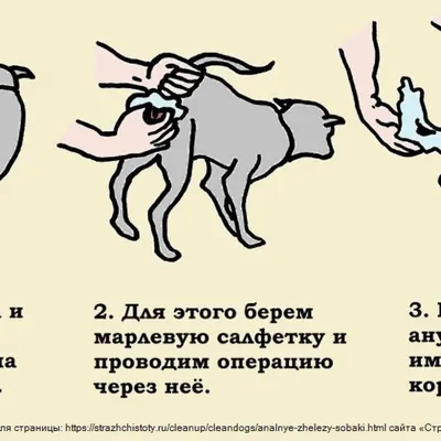 Воспаление параанальных желез у собак - ЗооПорт