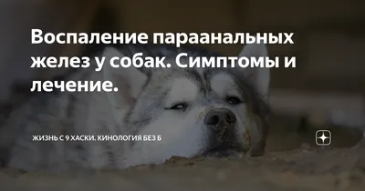 Зуд в области анального отверстия – «Ветеринар приедет!», г. Москва