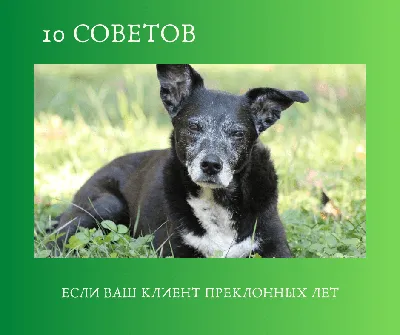 Параанальные железы у кошки: воспаление, лечение, чистка