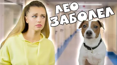 Перитонит у собаки - симптомы и лечение | Ветклиника Берлога