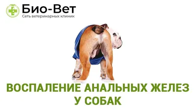 Свищ у собаки: как и чем лечить, симптомы, как выглядит на лапе, животе и  других местах