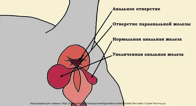 Вопрос от подписчика: \"Всем здравствуйте, кто сталкивался с проблемой  воспаления параанальных желез у собаки?.. | ВКонтакте