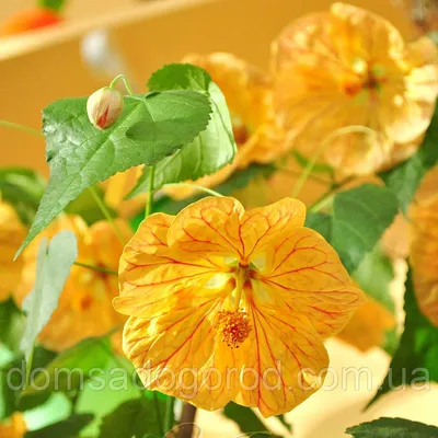 Абутилон | Abutilon Bella F1 PanAmerican Select Mix (100 / 1000 seed )  (ID#1506119133), цена: 836 ₴, купить на Prom.ua