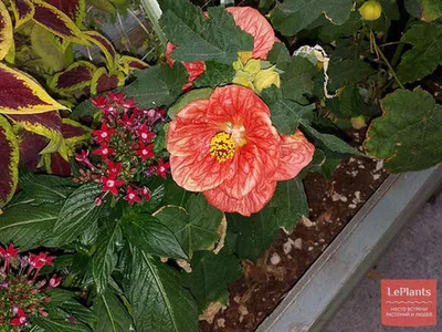 Абутилон 'Белла' (Abutilon 'Bella') — описание, выращивание, фото | на  LePlants.ru