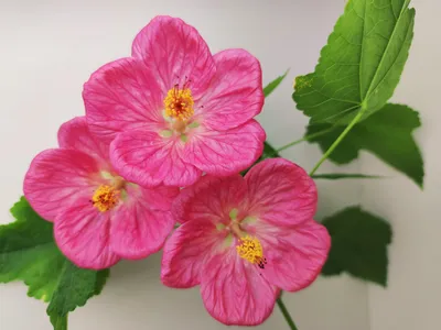 Абутилон Белла VL-Малиновое суфле (розовый крупноцветковый ) - Land Flowers