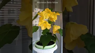 Каталог Абутилон гибридный (Abutilon hybridum) Bellvue Mixed, 10 семян от  интернет магазина Росток-Торф - rostok-torf.ru