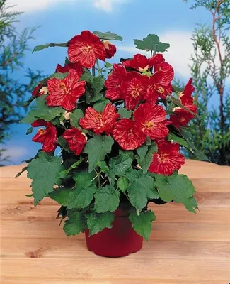 Abutilon flowers Seeds ,Bella Deep Coral-Perennial | Perennials, Fall  flowers garden, Flower seeds