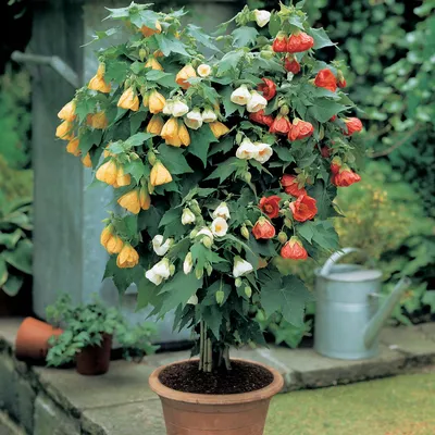 Абутилон: прекрасное растение для вашего сада