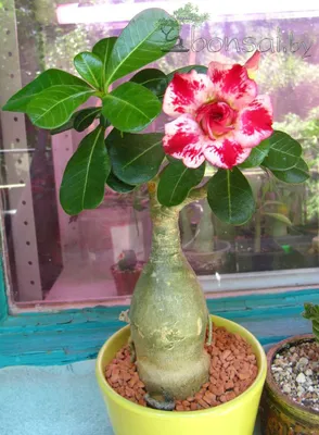 Роза пустыни (поставщики Adenium Obesum - Роза пустыни (Adenium Obesum  оптом - PLANT FUN)