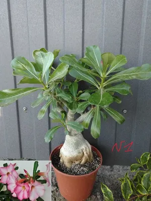 Adenium obesum (Desert Rose) - World of Succulents | Desert rose plant,  Adenium, Blooming succulents