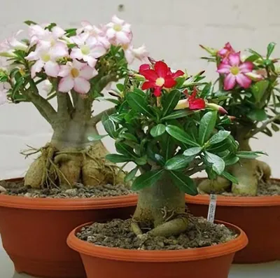 Роза пустыни (поставщики Adenium Obesum - Роза пустыни (Adenium Obesum  оптом - PLANT FUN)