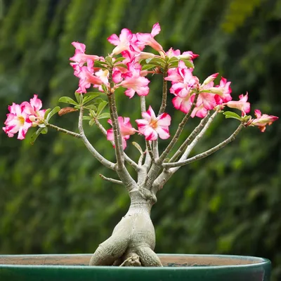 Adenium Роза Пустыни - Бесплатное фото на Pixabay - Pixabay