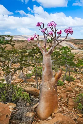 Адениум: цветок пустыни - посадка, уход, фото, как вырастить и собрать  урожай - «Блог Флориум.юа» 2024