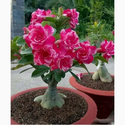 Редька - Адениум - роза пустыни ( сем. кутровые ) , 1 год .
