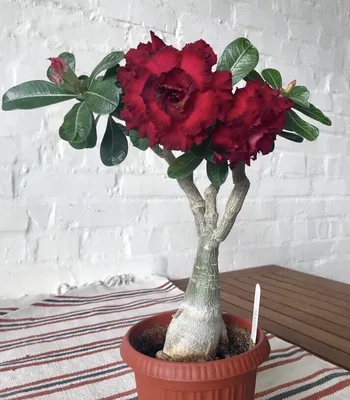 Адениум — роза пустыни