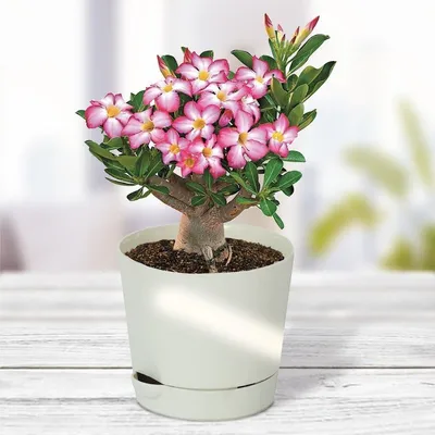 SAFLAX - Бонсай - Роза пустыни - 8 семян - Adenium obesum – лучшие товары в  онлайн-магазине Джум Гик