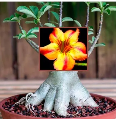 Adenium obesum | ВКонтакте