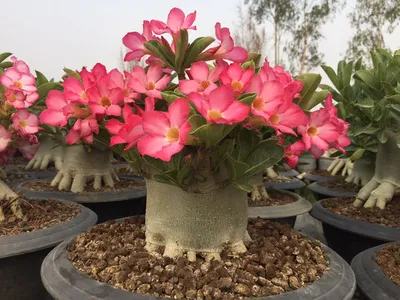 Виды Адениума (Adenium) | Raritet-plants