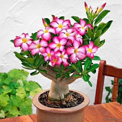 Adenium MIX Obesum - Адениум Обесум (сортовая смесь) - купить семена на  Tropics Seeds.