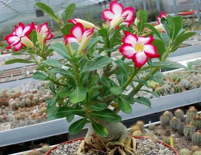 Кактус-цех - Adenium obesum mix. Первое цветение. Большие... | Facebook